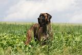 DOGUE ALLEMAND 375